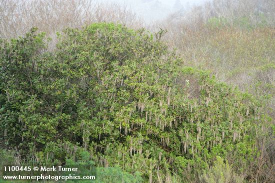 Garrya elliptica