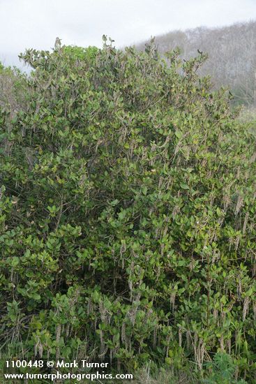 Garrya elliptica