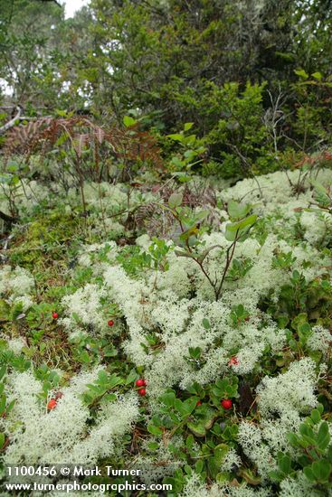 Arctostaphylos uva-ursi