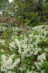 Kinnickinnick foliage & fruit among Reindeer Lichen in dune forest