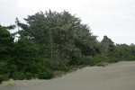 Sitka Spruce & Shore Pine in dune forest at edge of dune