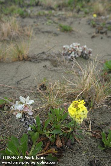 Erysimum menziesii ssp. eurekense