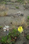 Humboldt Bay Wallflower