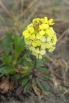 Humboldt Bay Wallflower