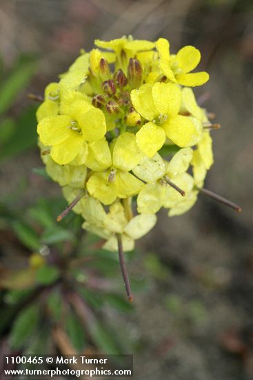 Erysimum menziesii ssp. eurekense