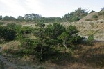 Shore Pine on dunes