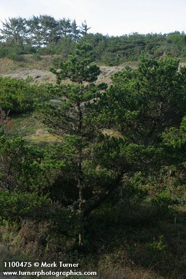 Pinus contorta var. contorta