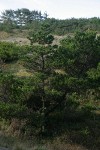 Shore Pine on dunes