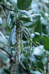 Coast Silktassel foliage & male catkins detail