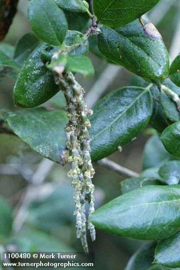 Garrya elliptica