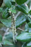 Coast Silktassel foliage & male catkins detail