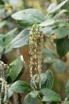 Coast Silktassel foliage & male catkins detail