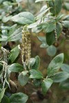 Coast Silktassel foliage & male catkins