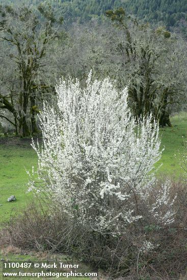 Prunus cerasifera