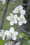 Klamath (Sierra) Plum blossoms detail