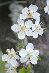 Klamath (Sierra) Plum blossoms detail