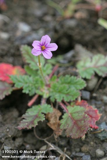 Erodium cicutarium