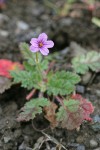 Redstem Storksbill