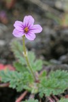 Redstem Storksbill blossom