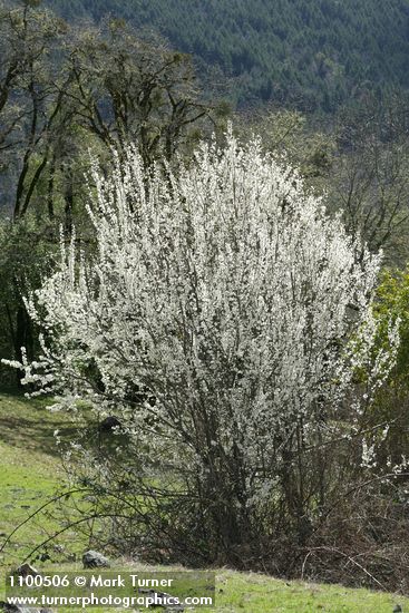 Prunus subcordata