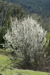 Klamath (Sierra) Plum