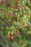 Sierra Gooseberry blossoms & foliage