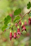 Sierra Gooseberry blossoms & foliage