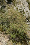 Sierra Gooseberry