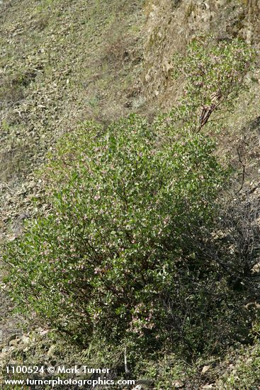 Arctostaphylos patula