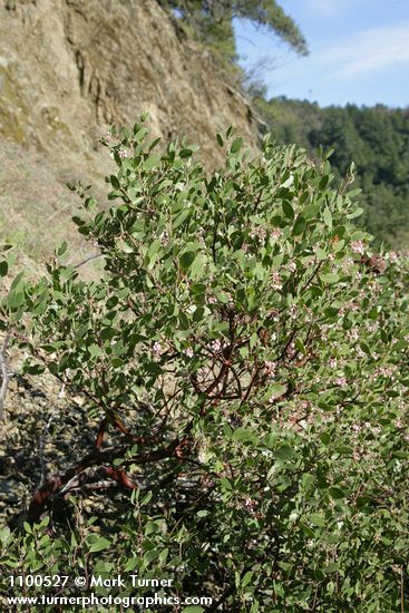 Arctostaphylos patula