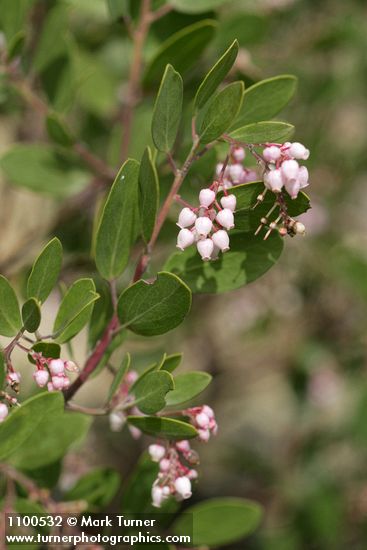 Arctostaphylos patula