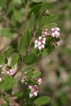 Green Manzanita blossoms & foliage