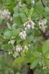 Whiteleaf Manzanita blossoms & foliage