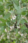 Whiteleaf Manzanita blossoms & foliage