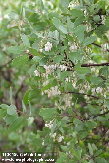 Arctostaphylos manzanita