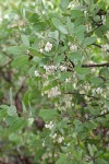 Whiteleaf Manzanita blossoms & foliage