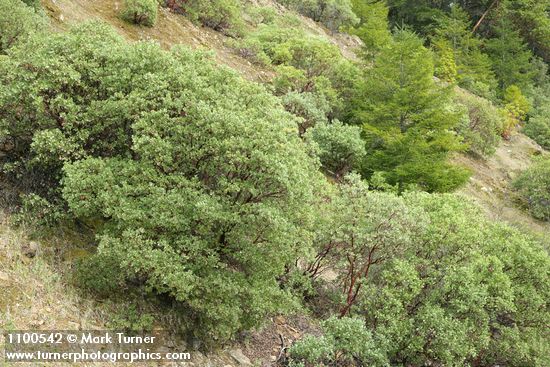 Arctostaphylos manzanita