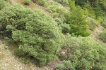 Whiteleaf Manzanita w/ young Douglas-fir