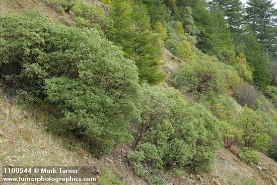 Arctostaphylos manzanita