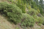 Whiteleaf Manzanita w/ young Douglas-fir