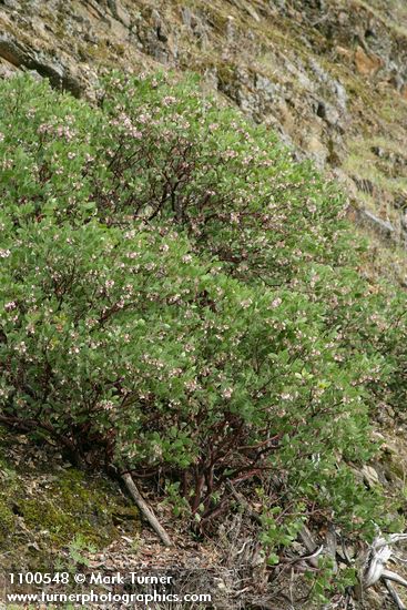 Arctostaphylos manzanita