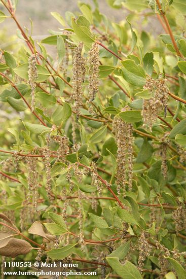 Garrya fremontii