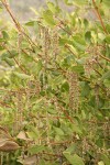 Fremont's Silk Tassel (male) blossoms & foliage