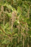 Fremont's Silk Tassel (male) blossoms & foliage