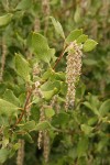 Fremont's Silk Tassel (male) blossoms & foliage