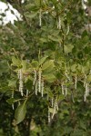 Fremont's Silk Tassel (female) blossoms & foliage