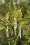 Fremont's Silk Tassel (female) blossoms & foliage