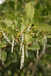 Fremont's Silk Tassel (female) blossoms & foliage