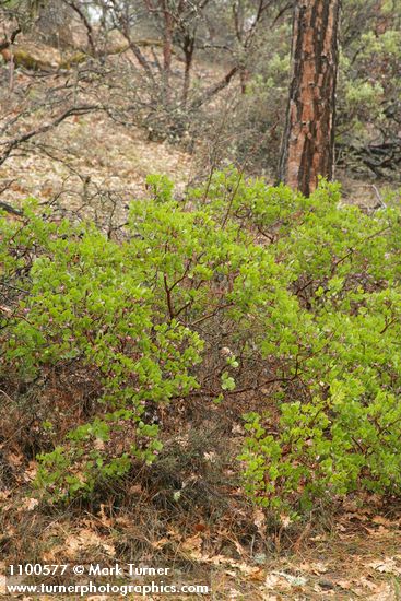 Arctostaphylos patula