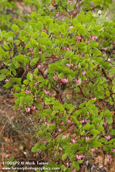 Arctostaphylos patula